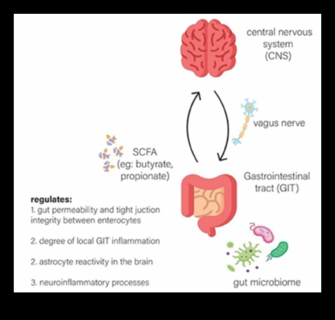 Dietele cu conținut scăzut de carbohidrați și microbiomul intestinal: o relație simbiotică