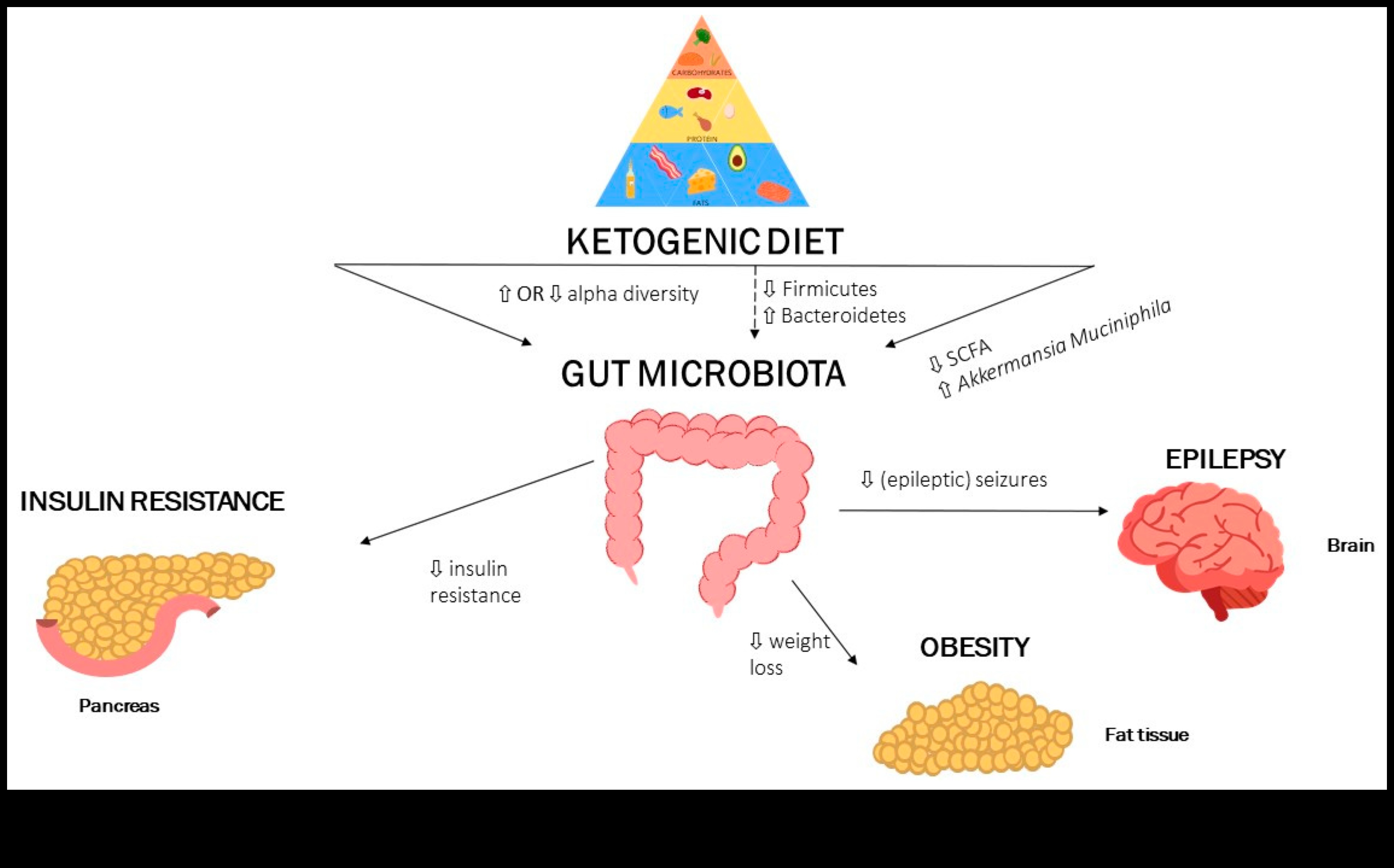 Dietele cu conținut scăzut de carbohidrați și microbiomul intestinal: o relație simbiotică